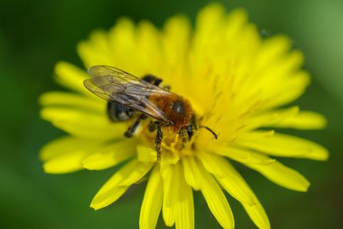 Andrena nitida
